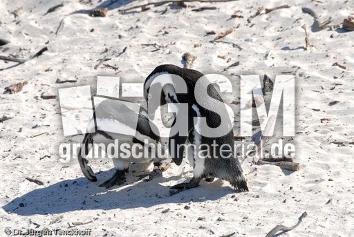 Brillenpinguin (104 von 148).jpg